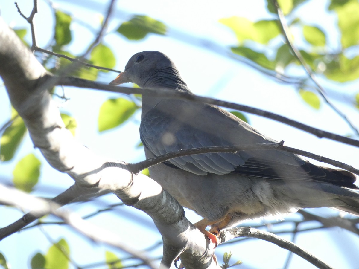 Band-tailed Pigeon - ML150551041