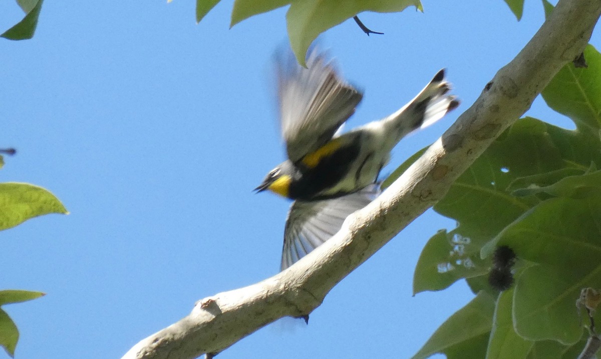 Yellow-rumped Warbler (Audubon's) - ML150551601