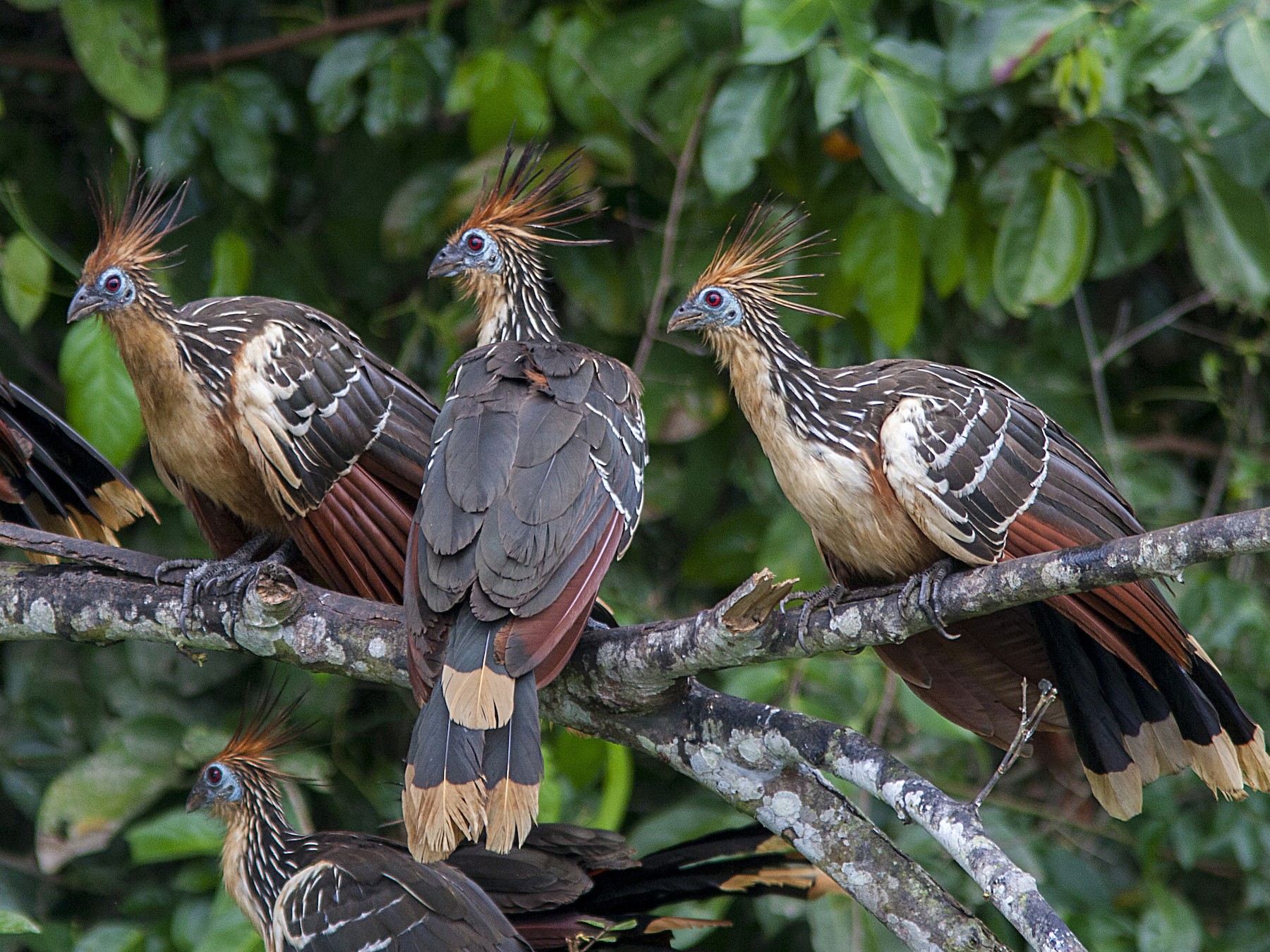 Hoatzin - Bradley Hacker 🦜