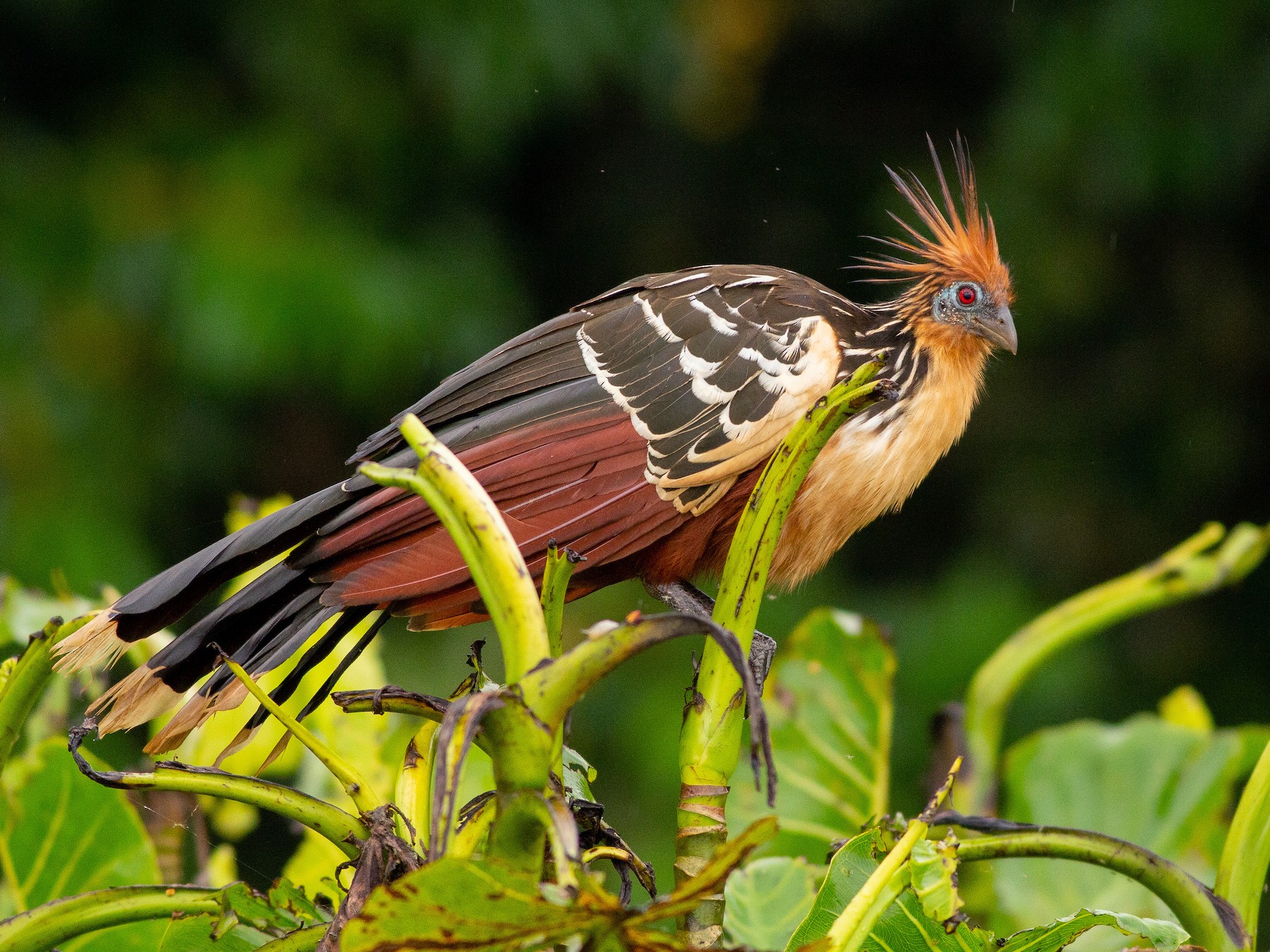 Hoatzin - Angus Pritchard