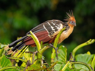  - Hoatzin