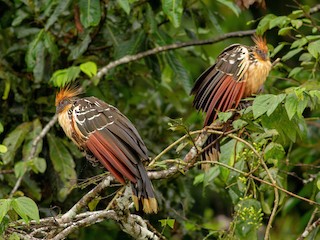  - Hoatzin