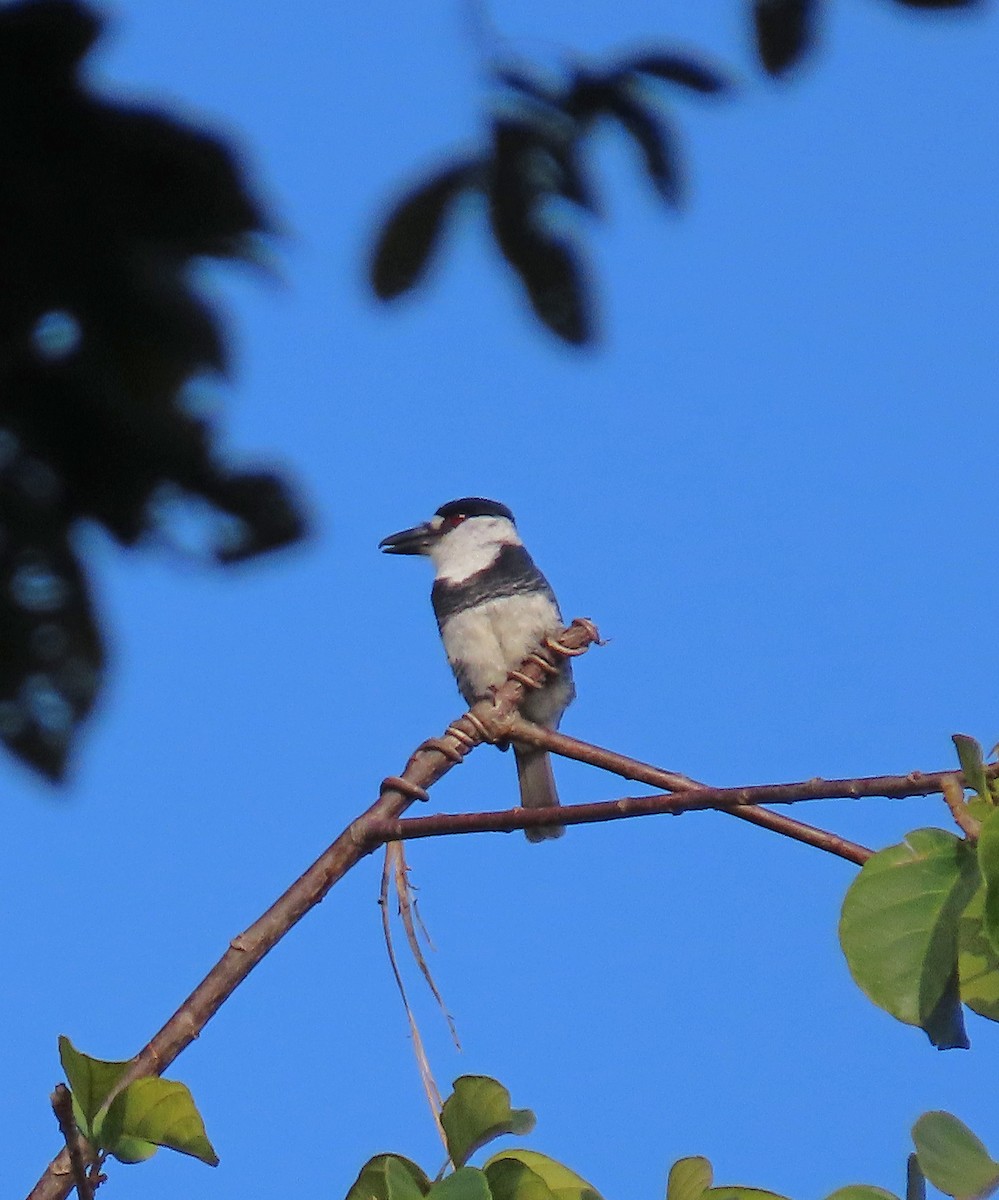 Guianan Puffbird - Mark Amershek