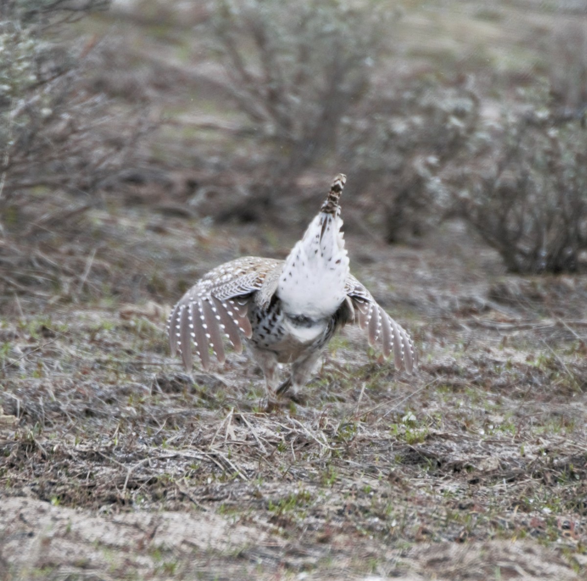 Sharp-tailed Grouse - Sue Riffe