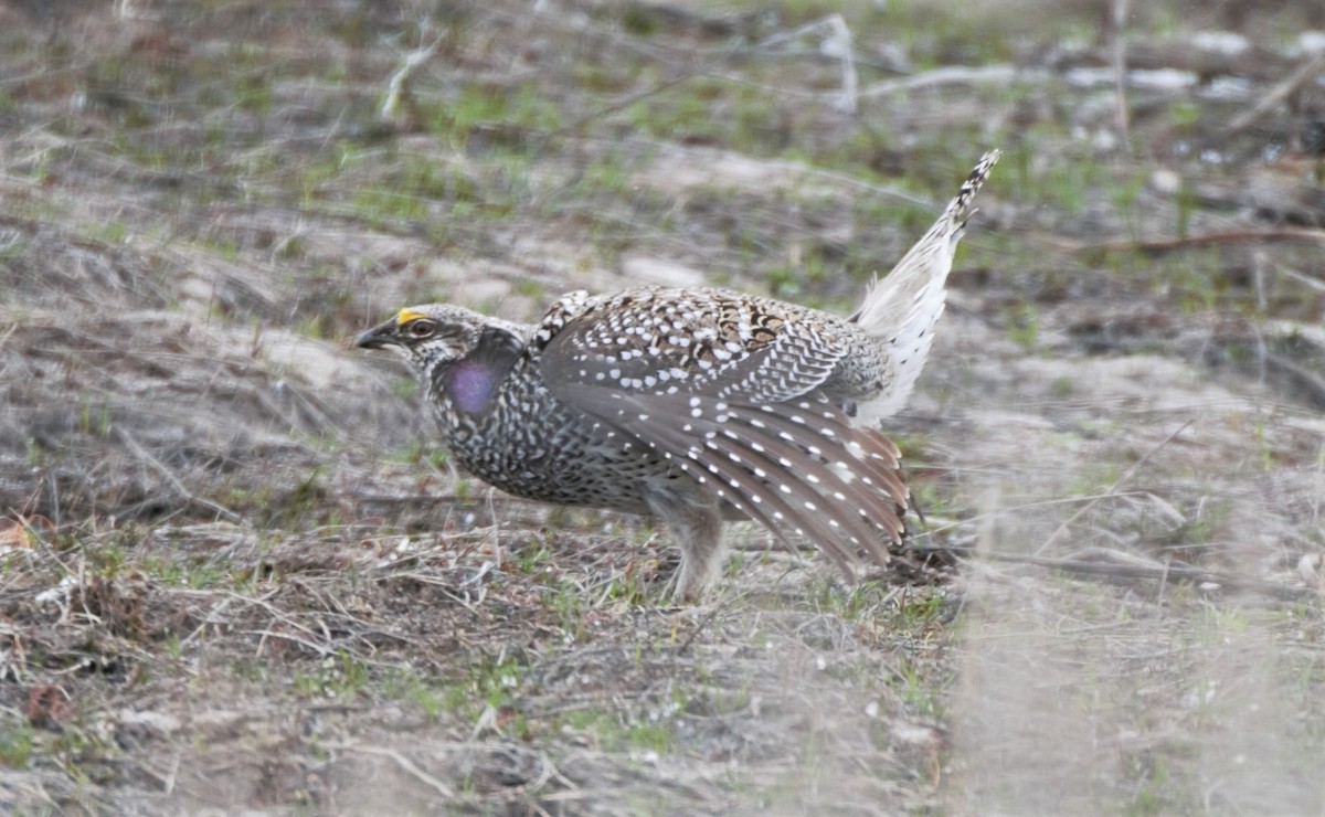Sharp-tailed Grouse - Sue Riffe