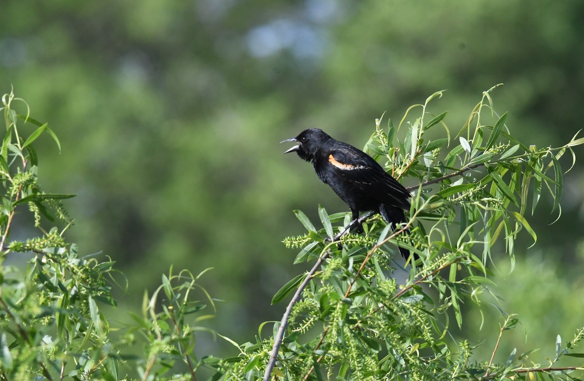 Red-winged Blackbird - Lance Felber