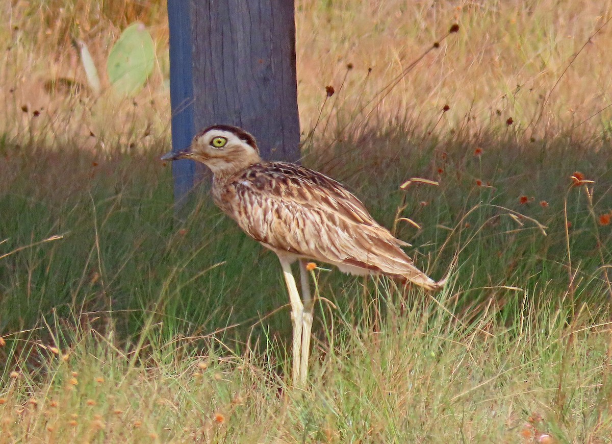 Double-striped Thick-knee - Mark Amershek