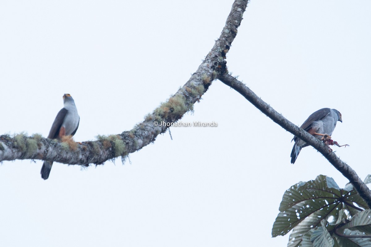 Bicolored Hawk - Jhonathan Miranda - Wandering Venezuela Birding Expeditions