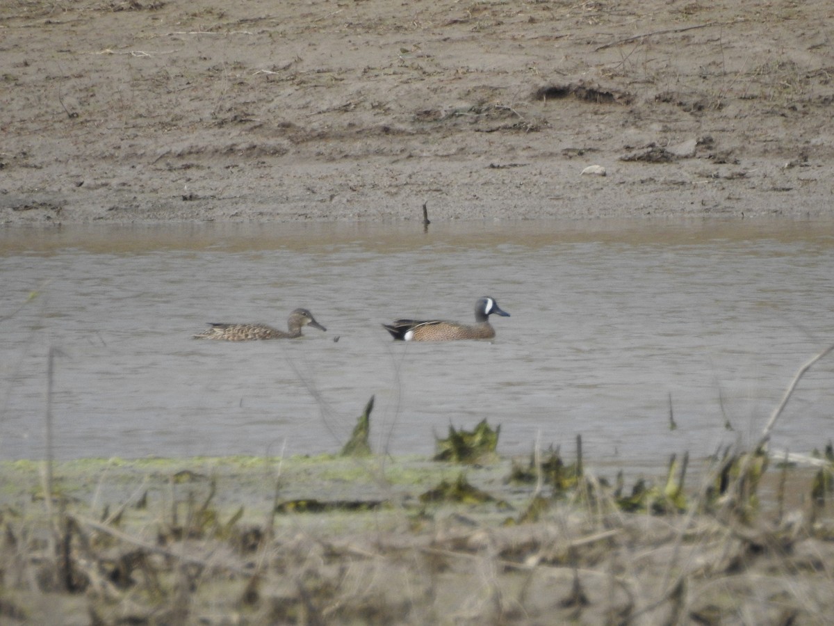 Blue-winged Teal - ML150557681