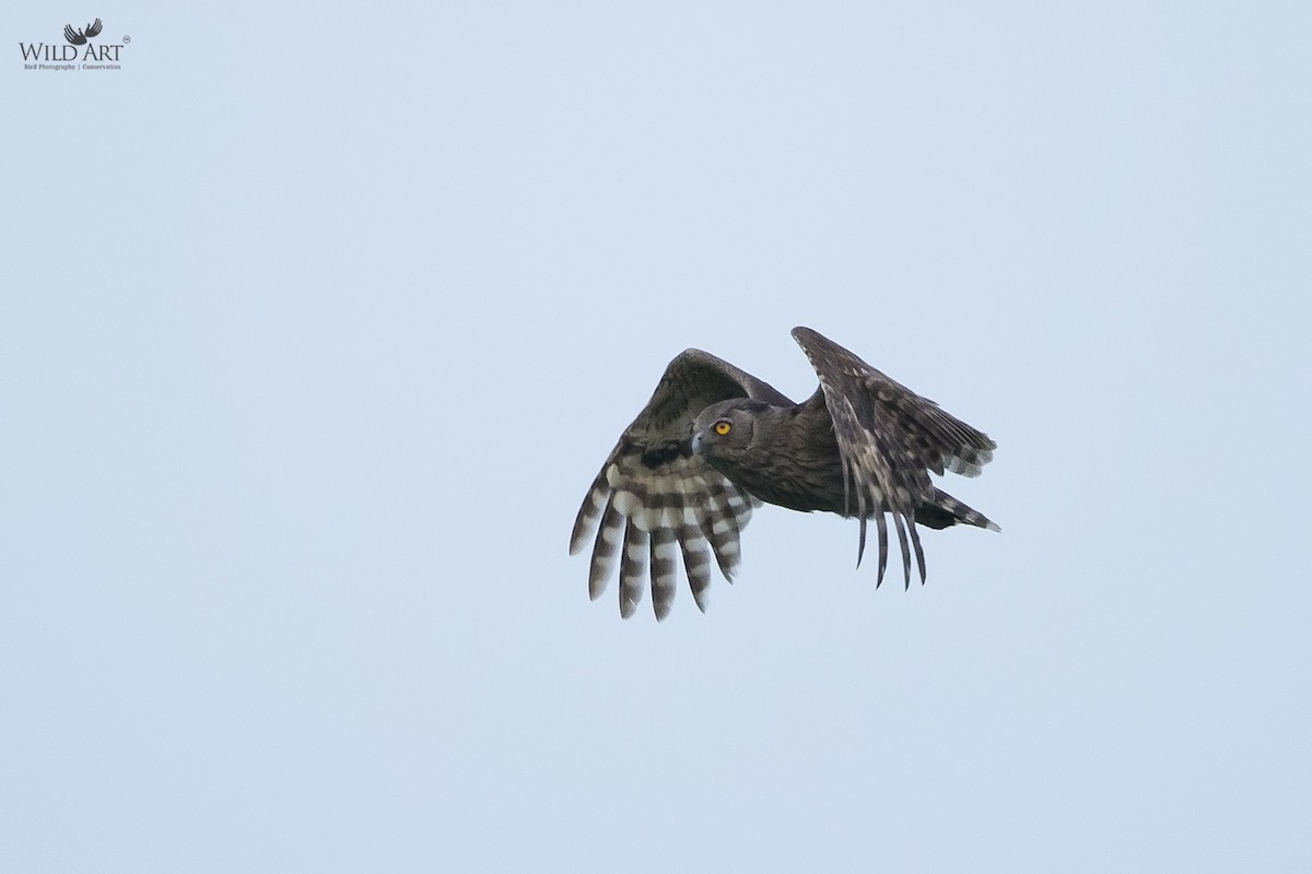 Dusky Eagle-Owl - Esha Munshi
