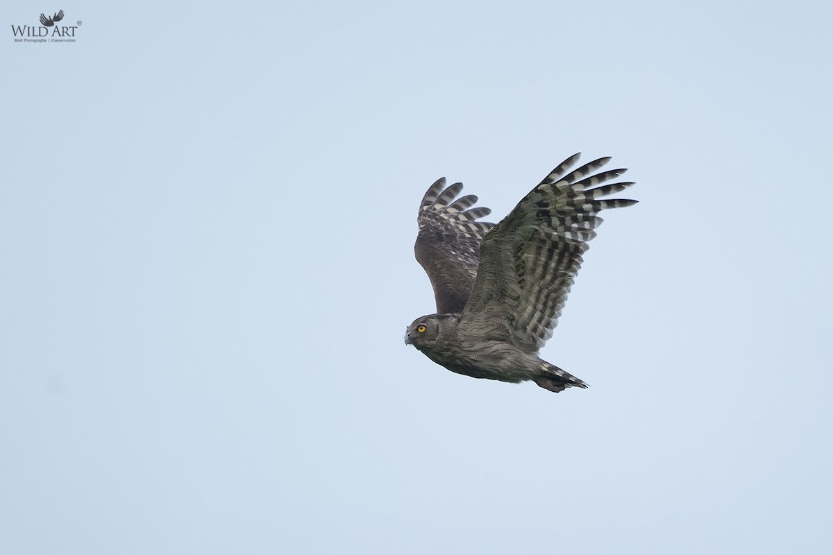 Dusky Eagle-Owl - ML150559121