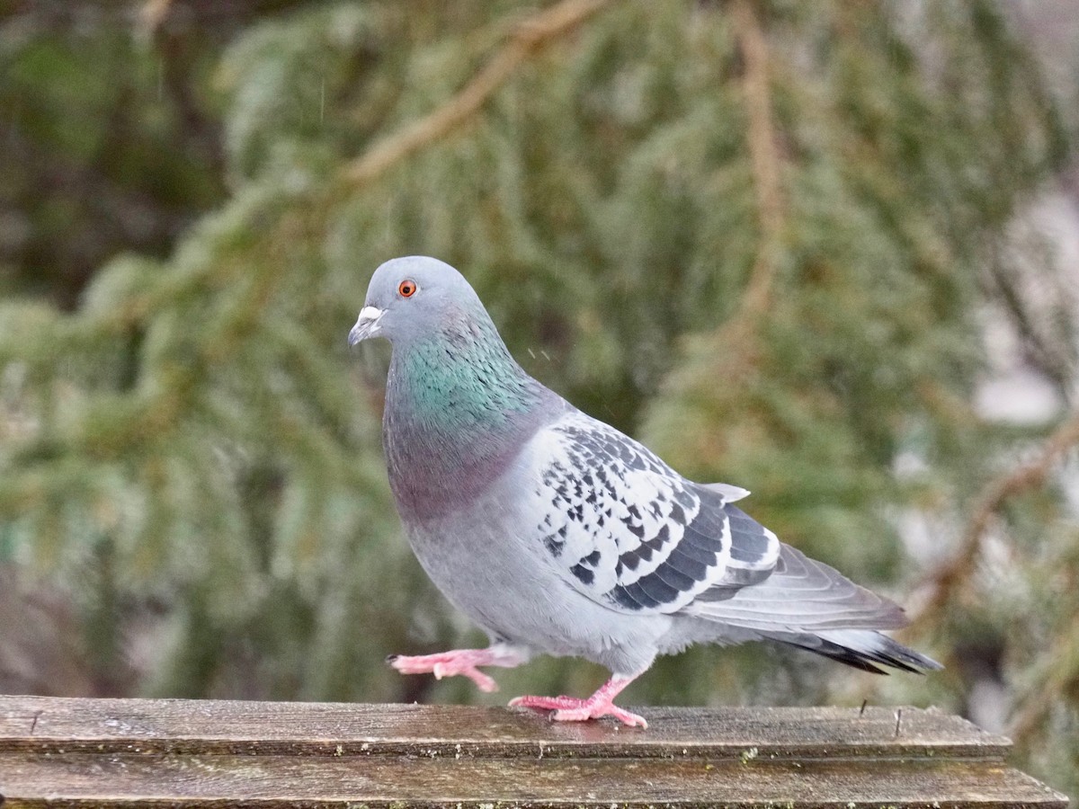 Rock Pigeon (Feral Pigeon) - ML150560561