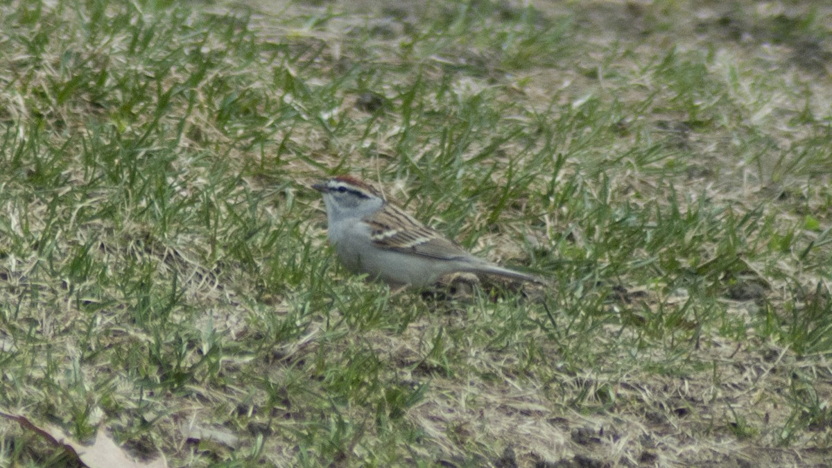 Chipping Sparrow - ML150560751
