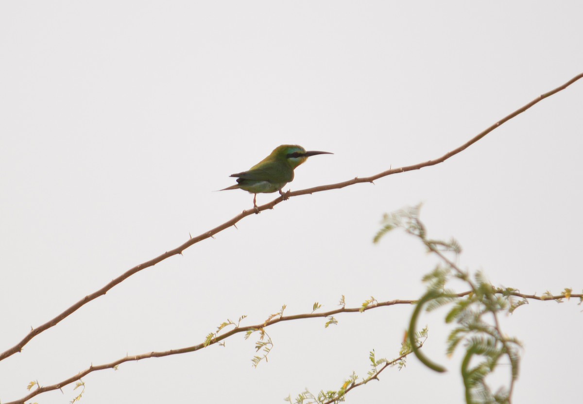 Blue-cheeked Bee-eater - ML150560841
