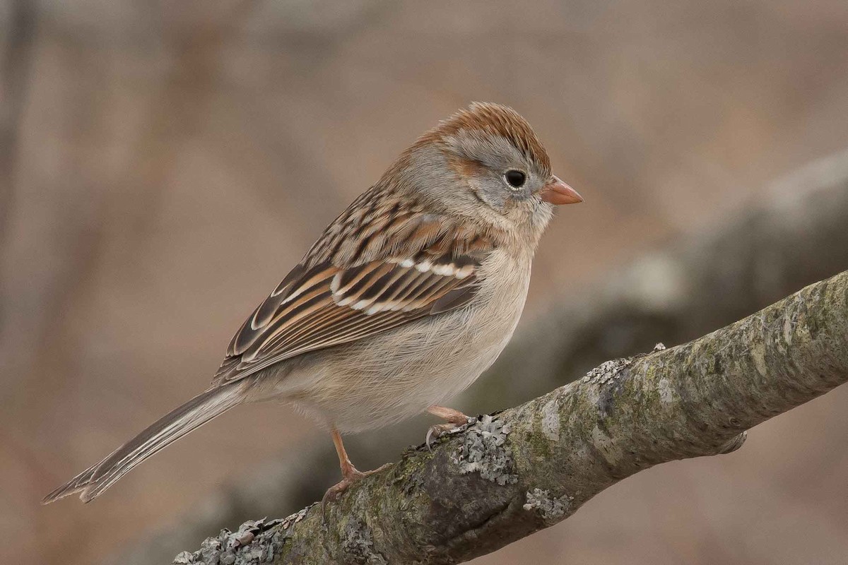 Field Sparrow - Gerry Gerich