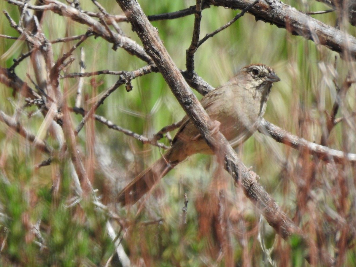 Rufous-crowned Sparrow - ML150562401