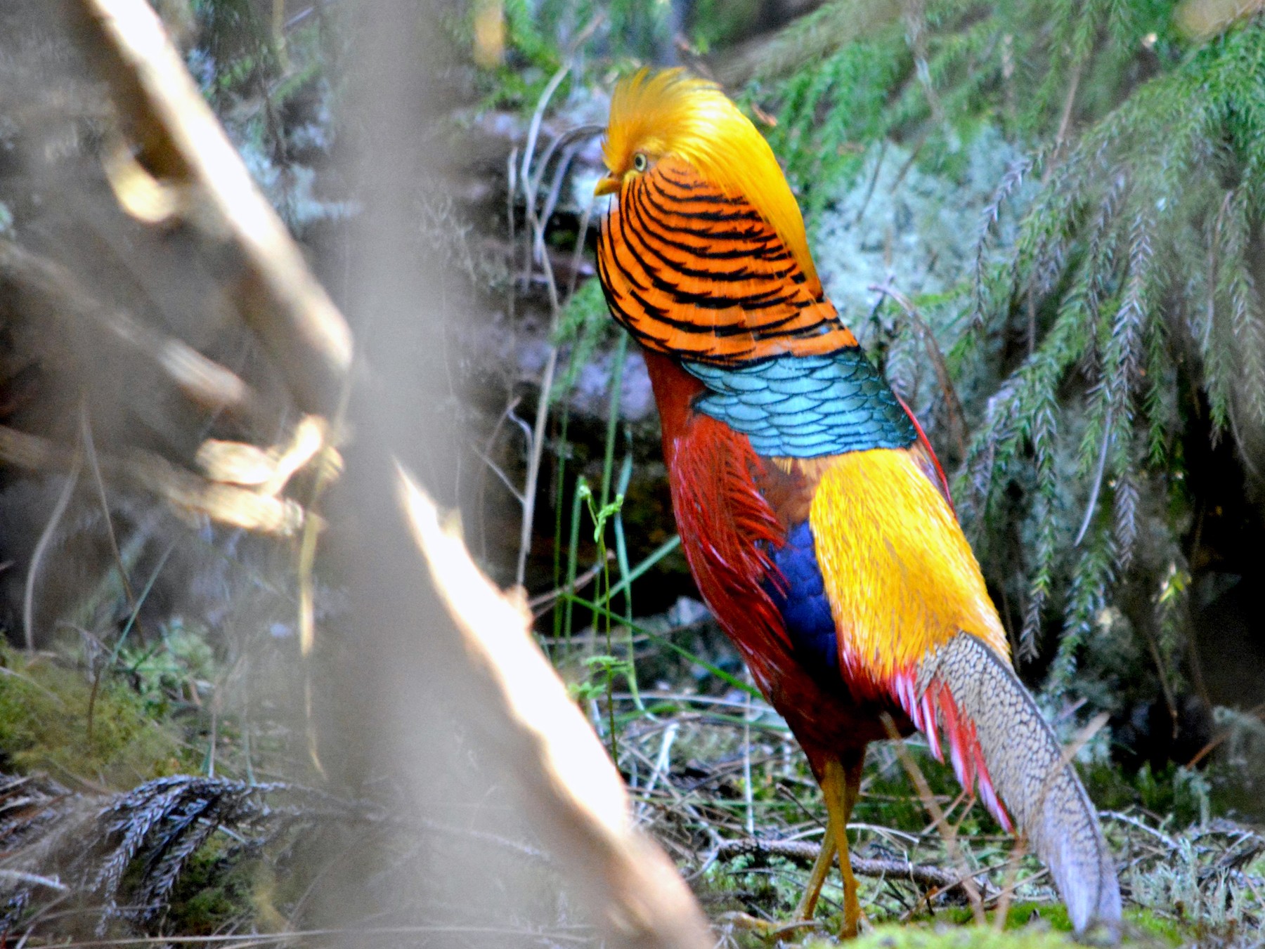 Golden Pheasant - Alex Wang