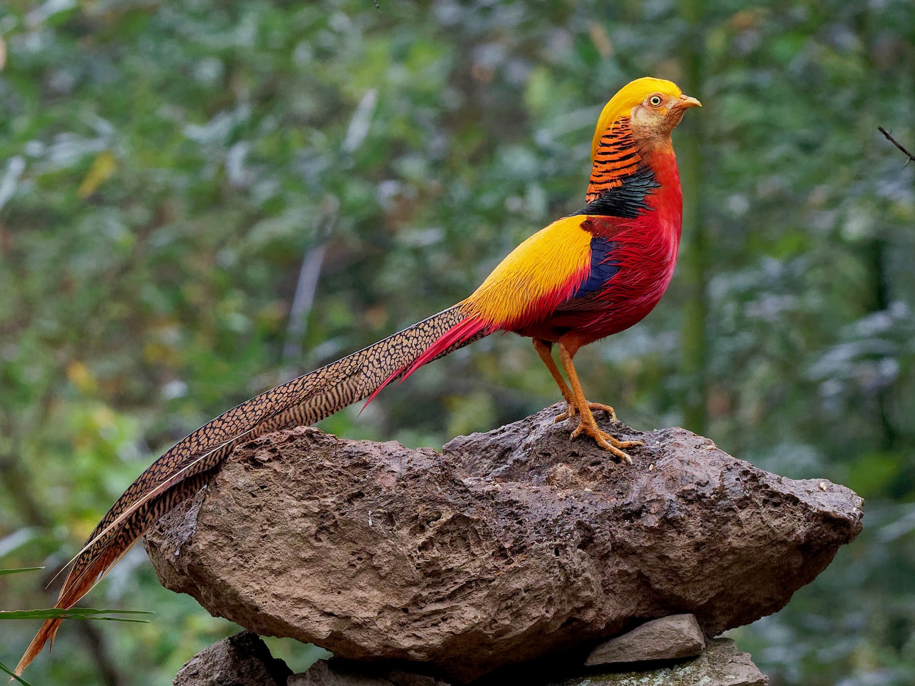 Golden Pheasant  Facts, Information and Habitat