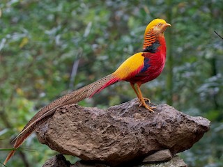  - Golden Pheasant