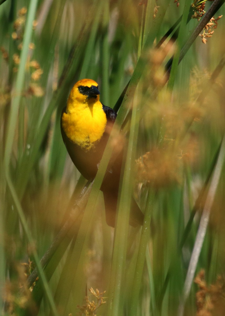 Yellow-headed Blackbird - Marc Arndt