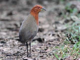  - Chestnut-headed Crake