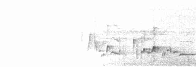 White-bellied Wren - ML150565061