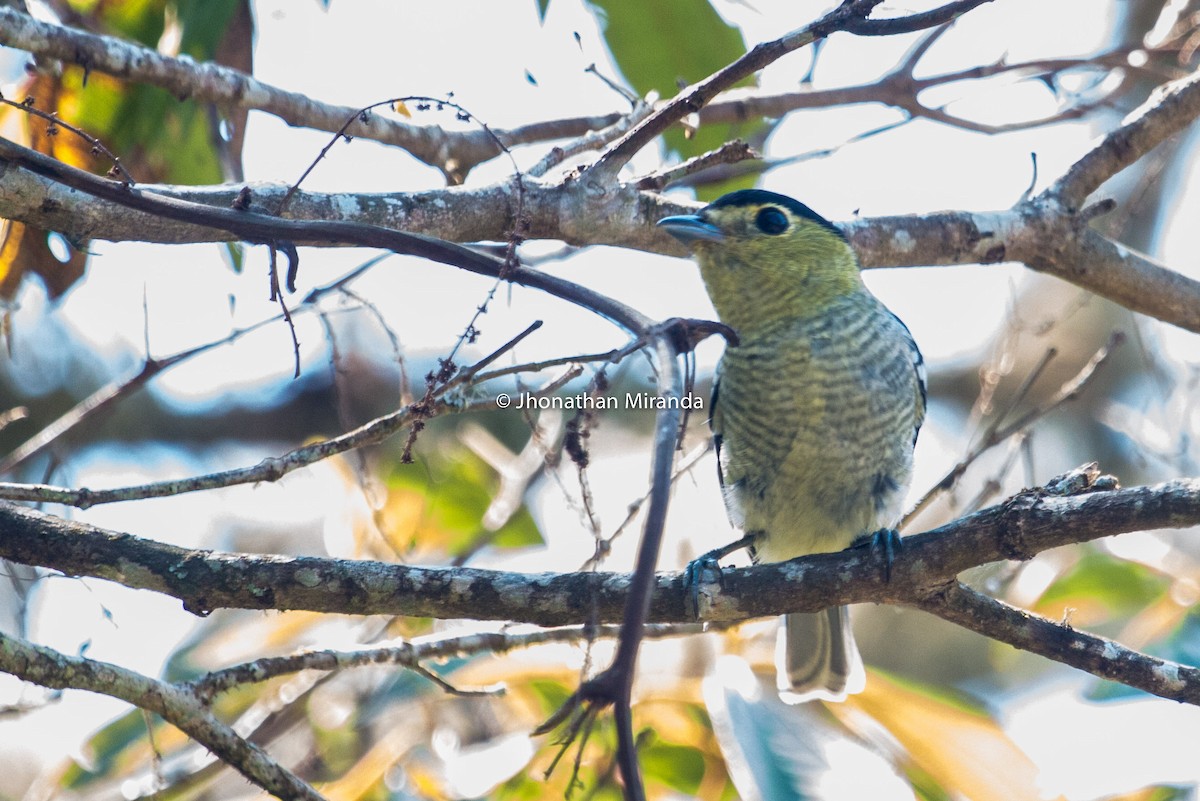 Barred Becard - Jhonathan Miranda - Wandering Venezuela Birding Expeditions