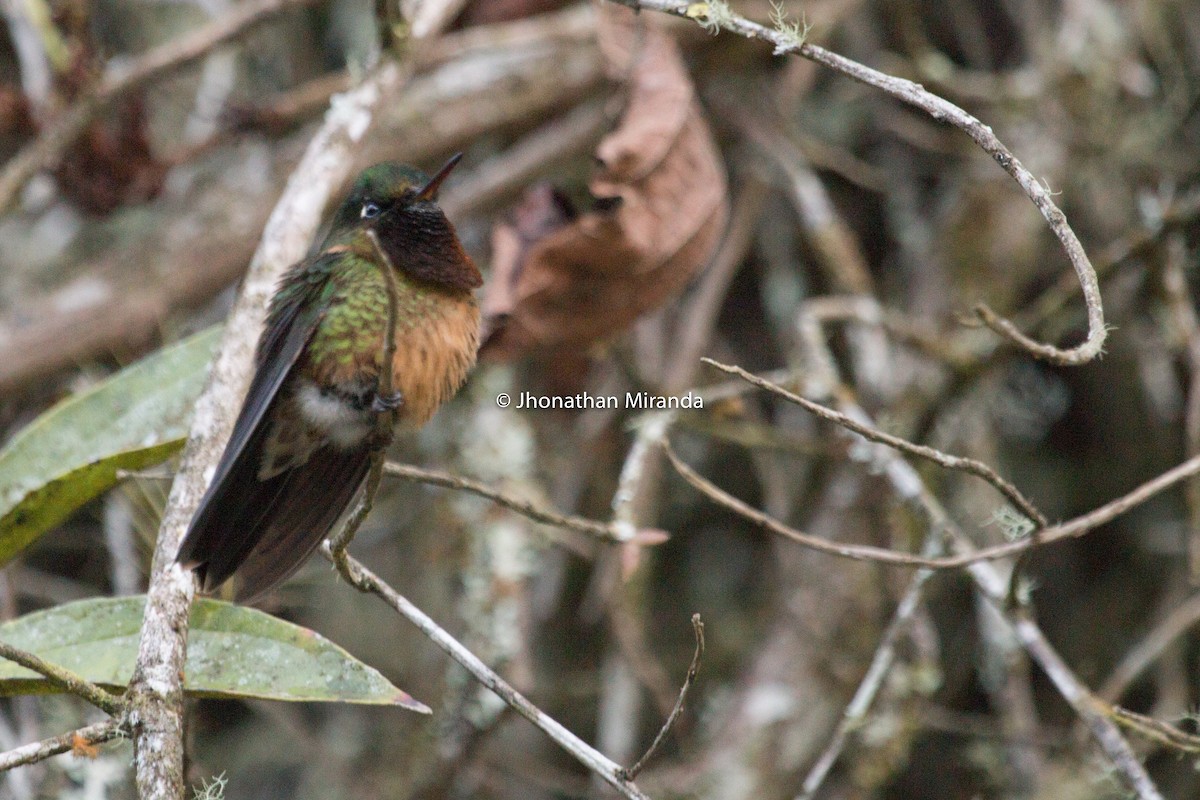 Orange-throated Sunangel - Jhonathan Miranda - Wandering Venezuela Birding Expeditions