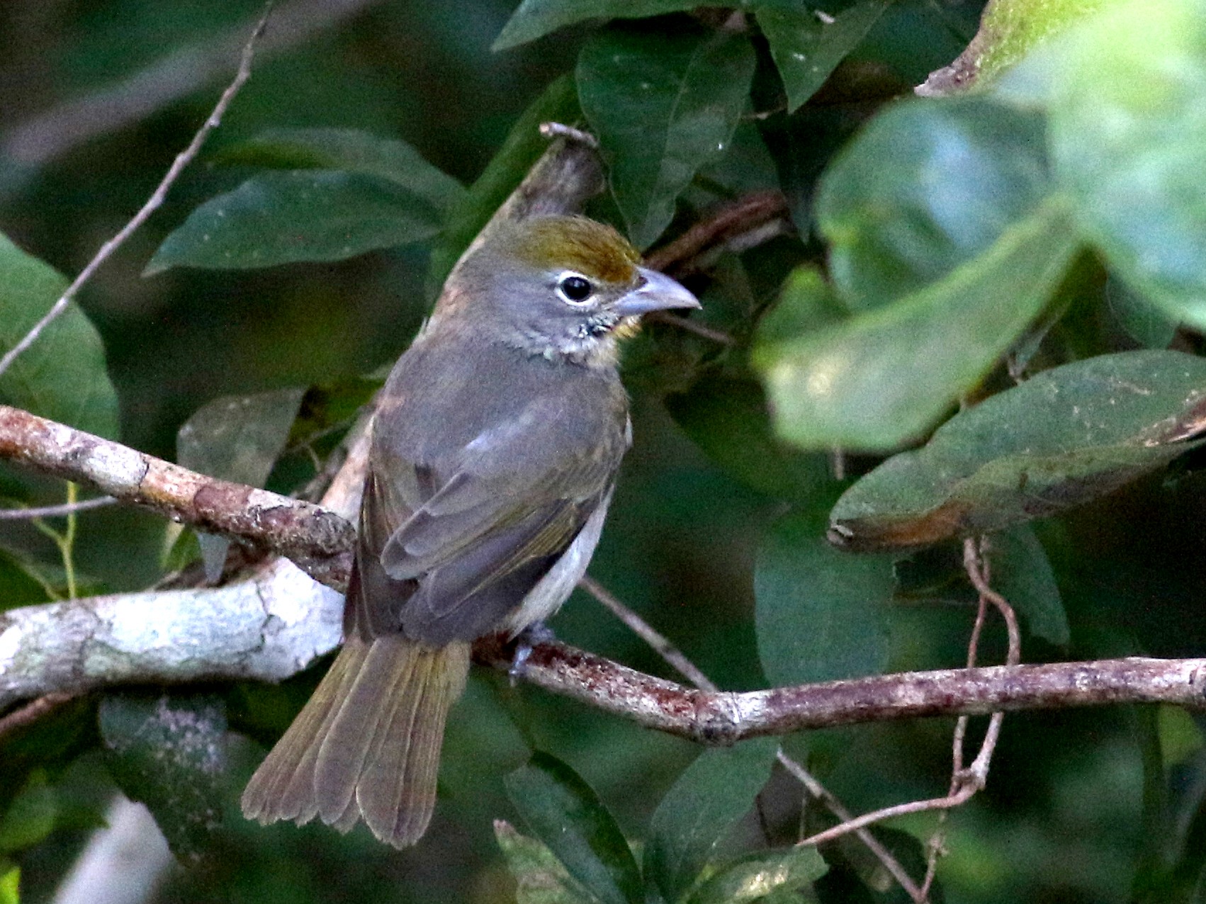 Rose-throated Tanager - eBird