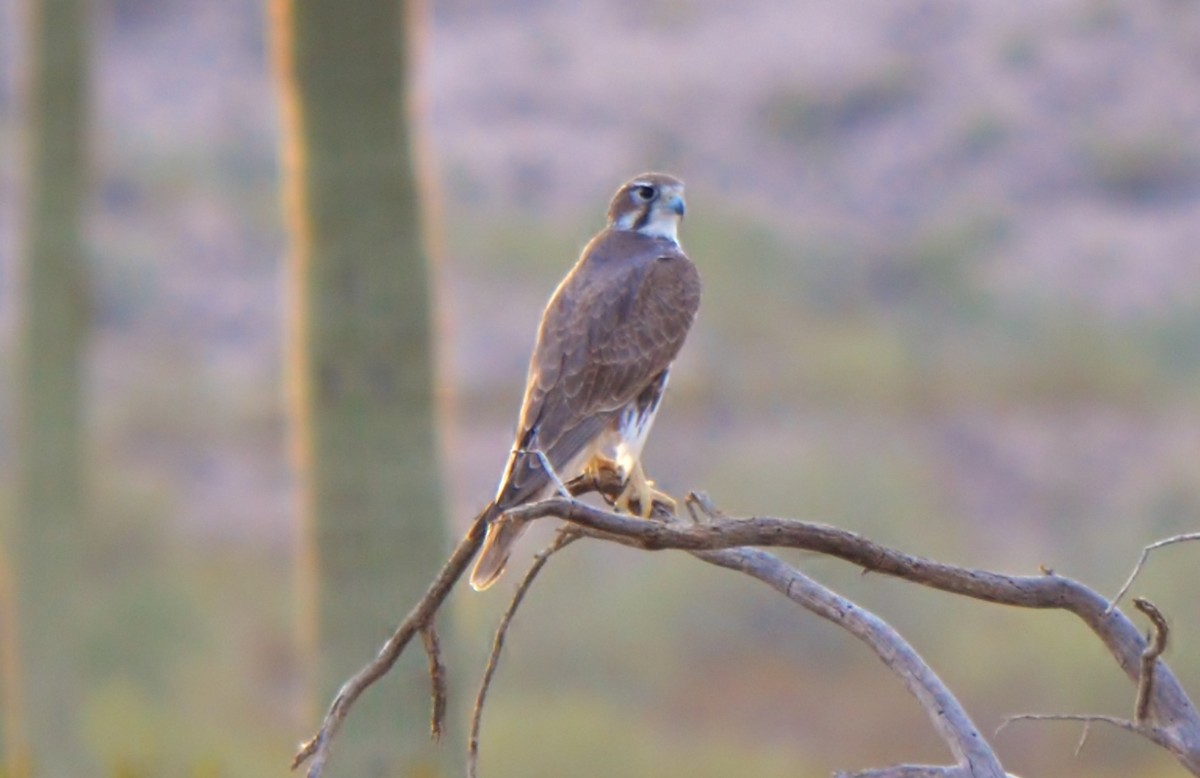 Prairie Falcon - james ecker
