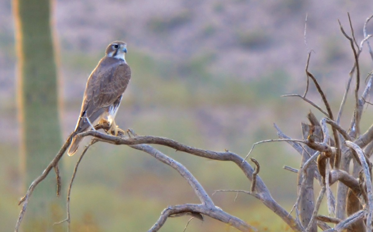Prairie Falcon - james ecker