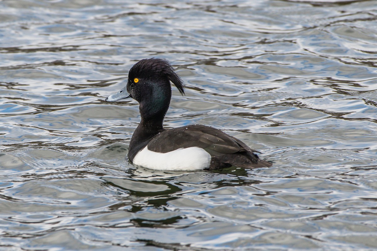 Tufted Duck - ML150567661
