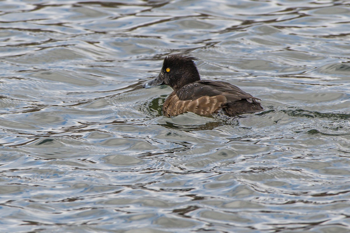Tufted Duck - ML150567681