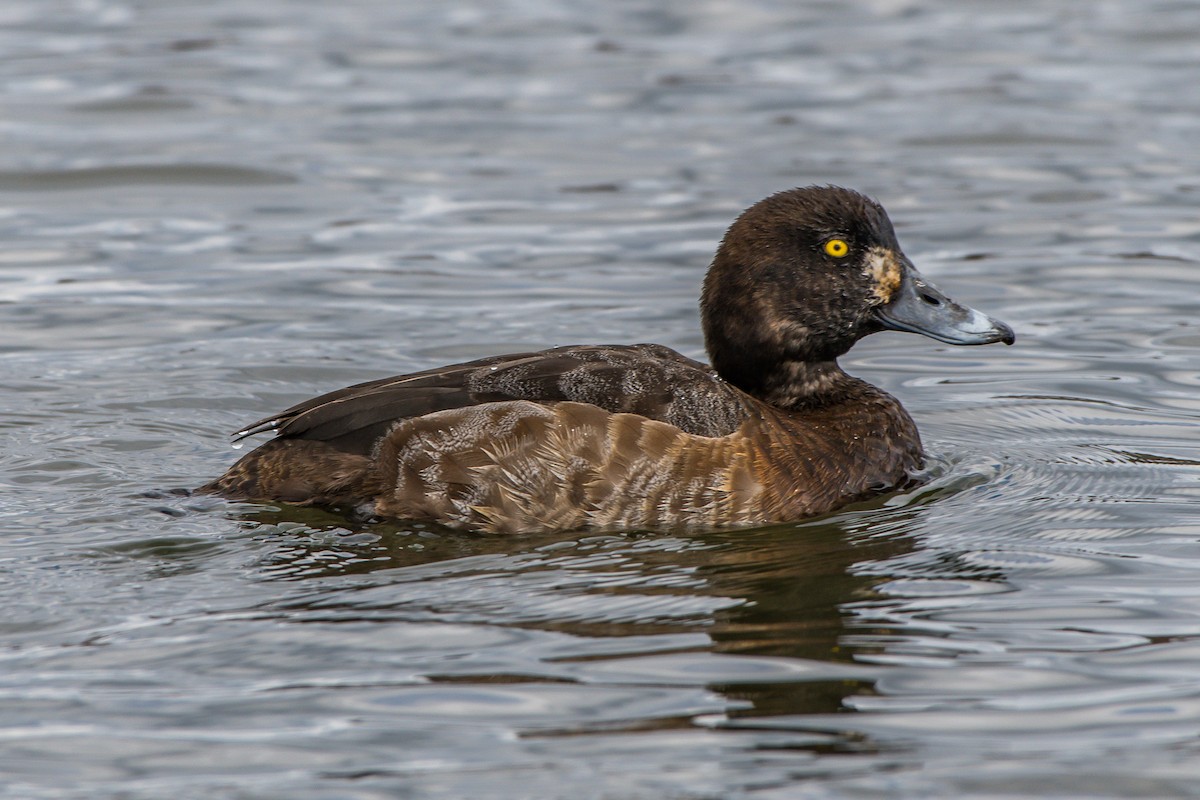 Greater Scaup - ML150567931