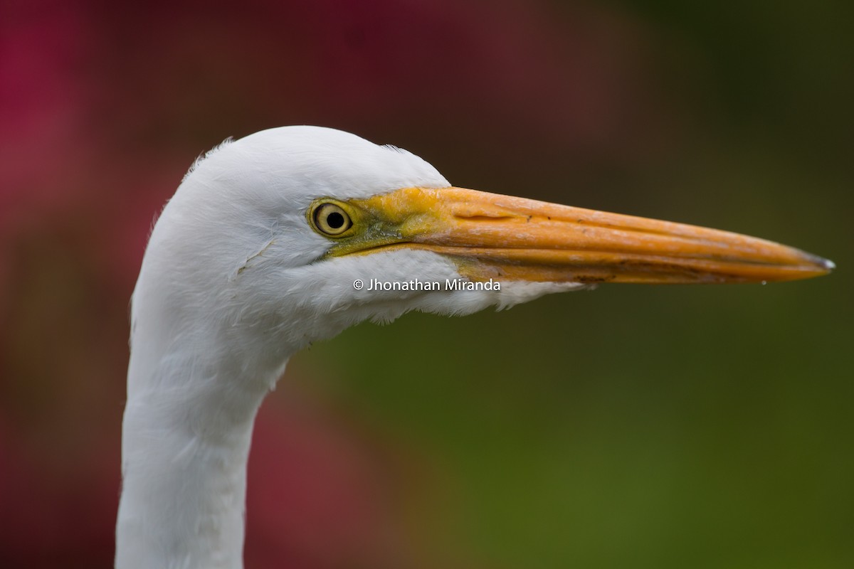 Great Egret - Jhonathan Miranda - Wandering Venezuela Birding Expeditions