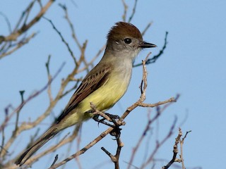  - Yucatan Flycatcher