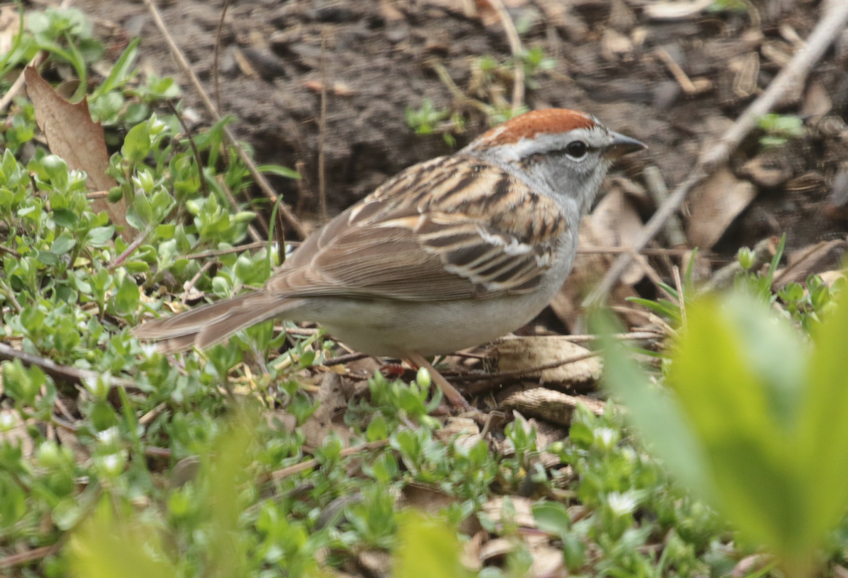 Chipping Sparrow - ML150569921