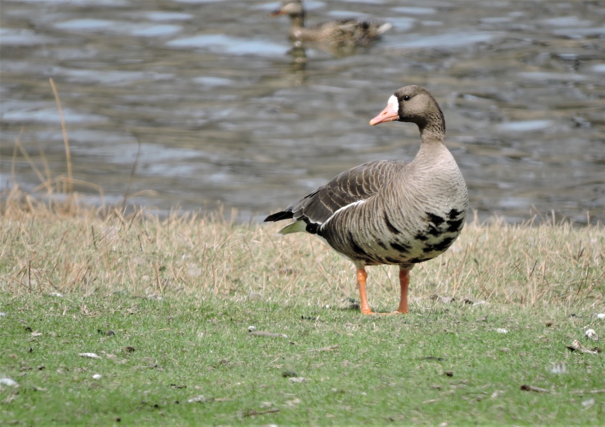 Greater White-fronted Goose - Daniel Casey