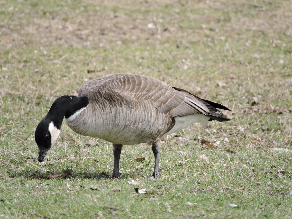 Cackling Goose (Richardson's) - ML150570401