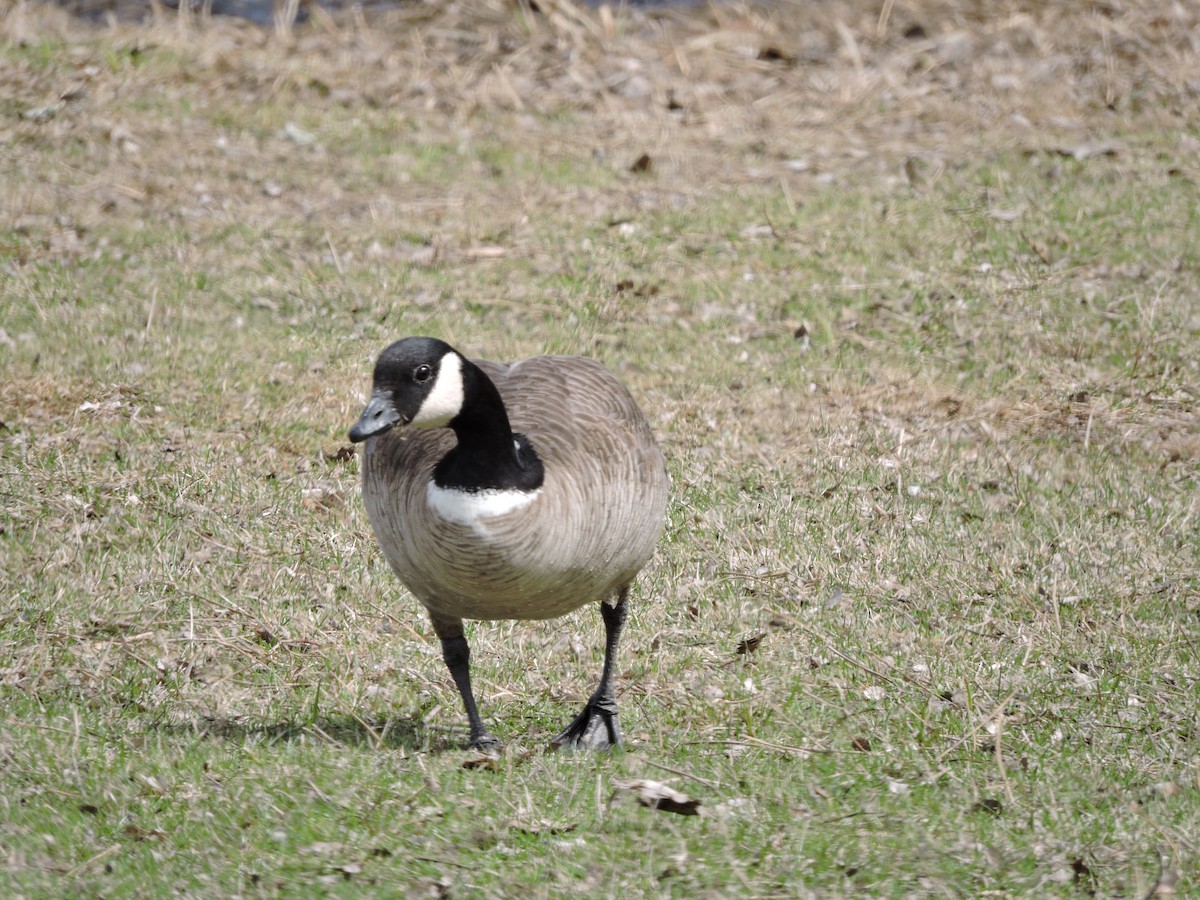 Cackling Goose (Richardson's) - ML150570451