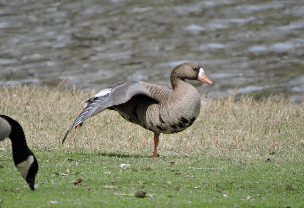 Greater White-fronted Goose - ML150570881