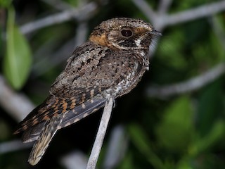  - Yucatan Nightjar