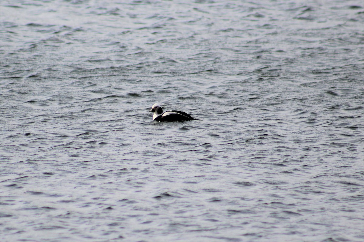 Long-tailed Duck - ML150575031