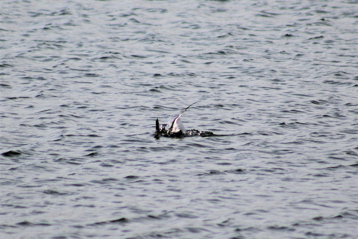 Long-tailed Duck - ML150575041