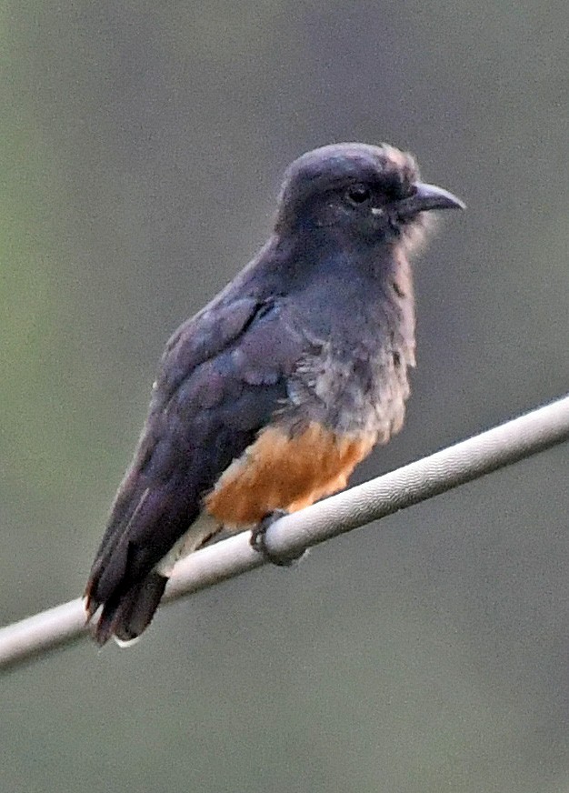 Swallow-winged Puffbird - Charles Hundertmark