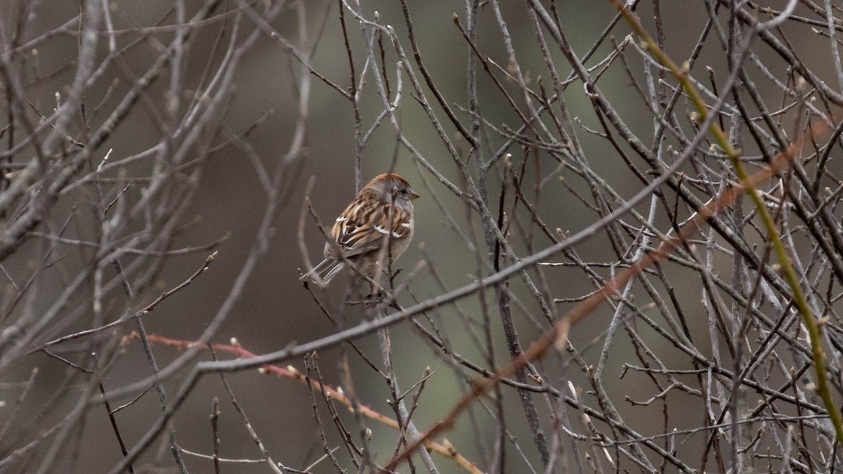 American Tree Sparrow - ML150577031