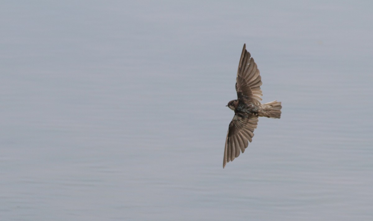 Andean Swallow - ML150577271