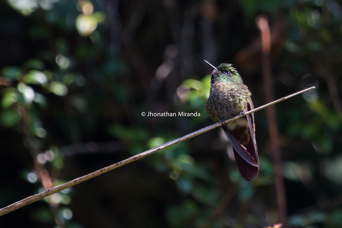 Tyrian Metaltail - Jhonathan Miranda - Wandering Venezuela Birding Expeditions