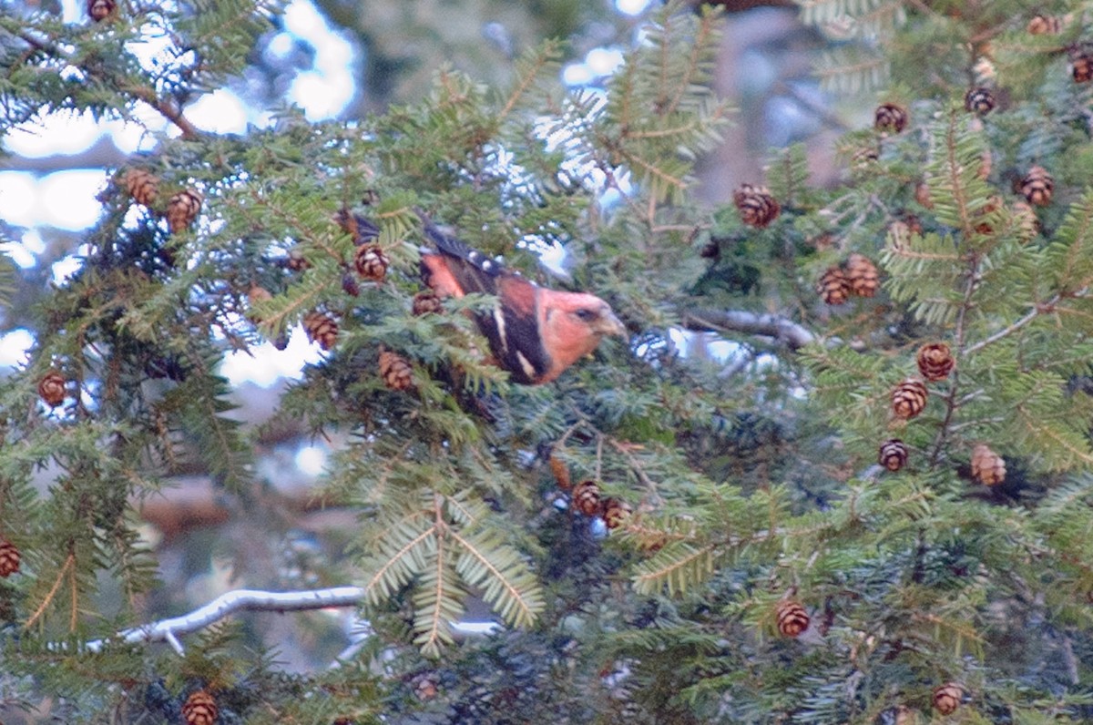 White-winged Crossbill - Andrew Hrycyna