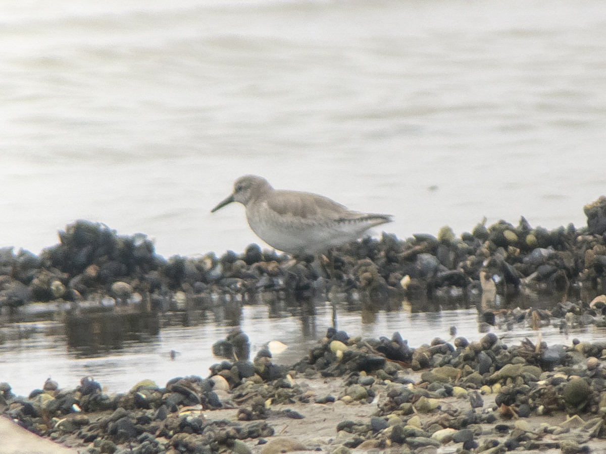 Red Knot - ML150582171